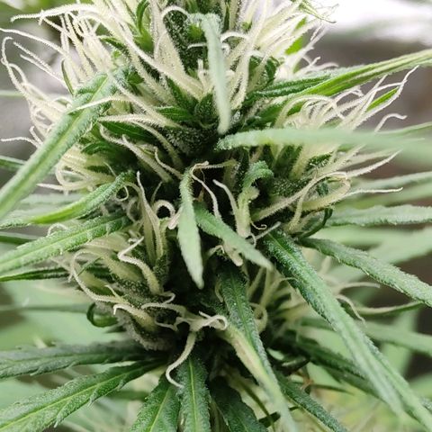 Sour Diesel Haze growlog timeline photo