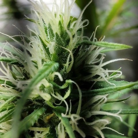 Sour Diesel Haze growlog timeline photo