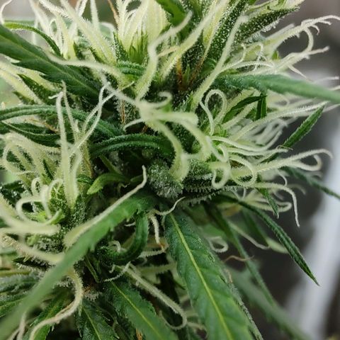 Sour Diesel Haze growlog timeline photo