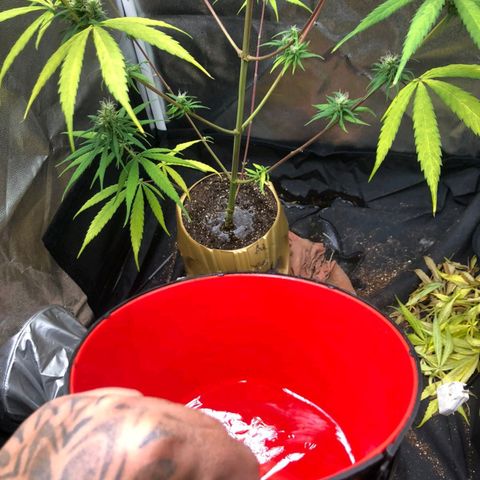 Sour Diesel Haze growlog timeline photo