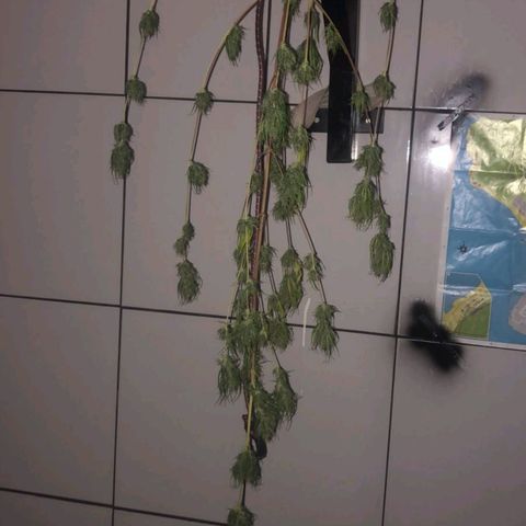 Sour Diesel Haze growlog timeline photo