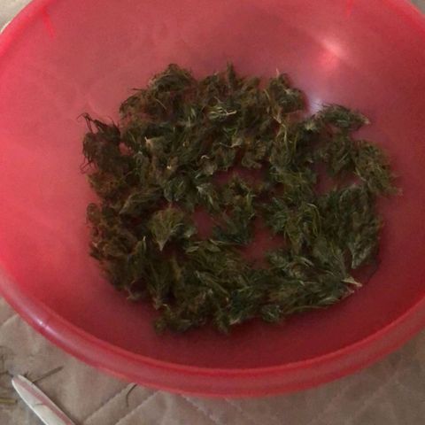 Sour Diesel Haze growlog timeline photo