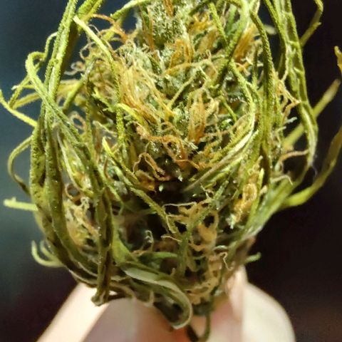 Sour Diesel Haze growlog timeline photo