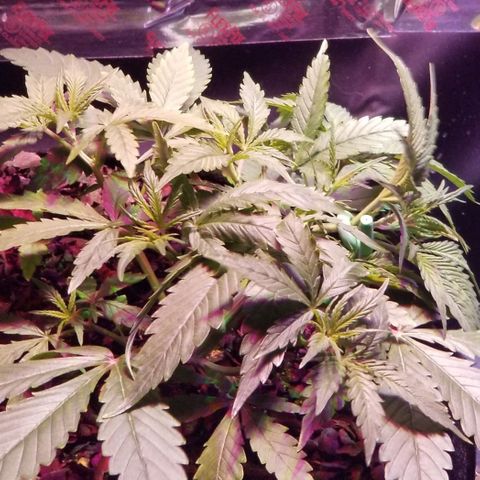Righty growlog timeline photo