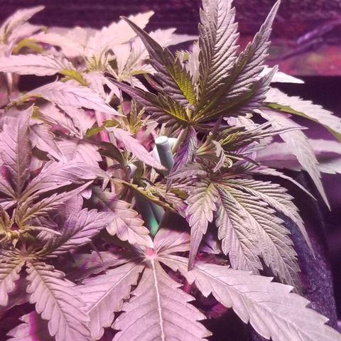 Righty growlog timeline photo