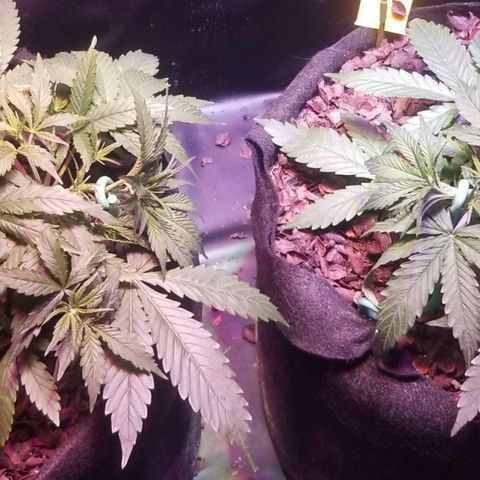 Righty growlog timeline photo