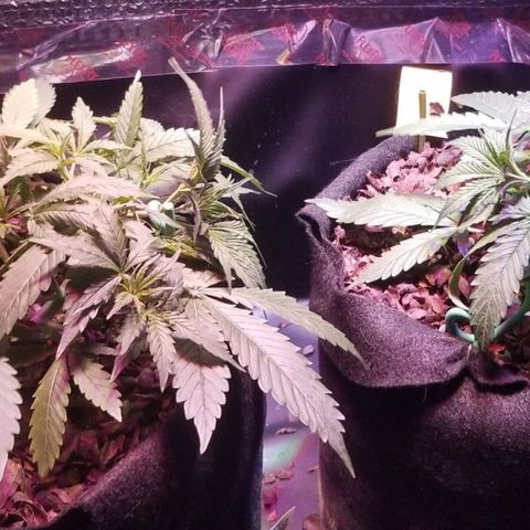 Righty growlog timeline photo