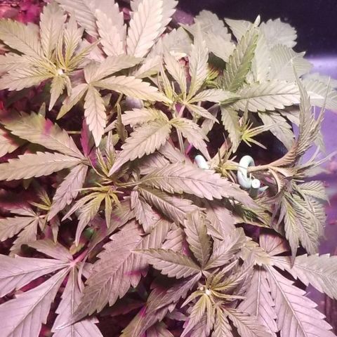 Righty growlog timeline photo