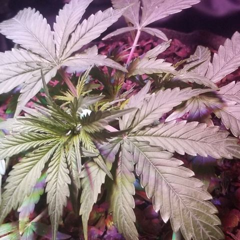 Righty growlog timeline photo