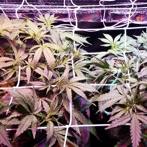 Righty growlog photo: Day 28!