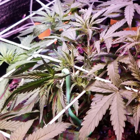 Righty growlog timeline photo