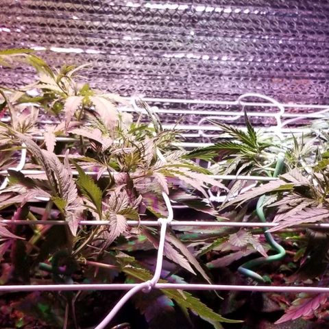 Righty growlog timeline photo