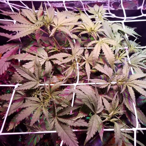 Righty growlog timeline photo