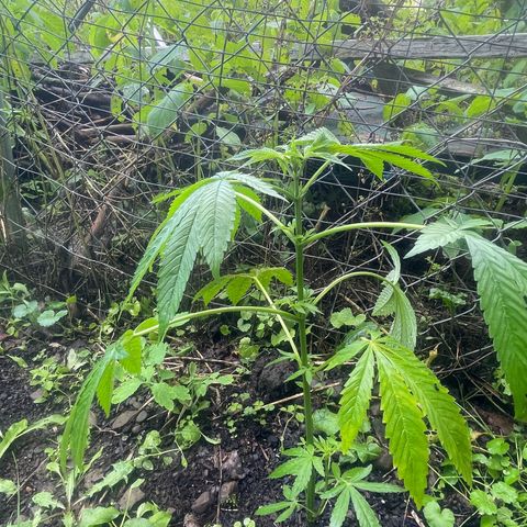 Big Gas growlog timeline photo