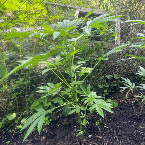Big Gas growlog timeline photo