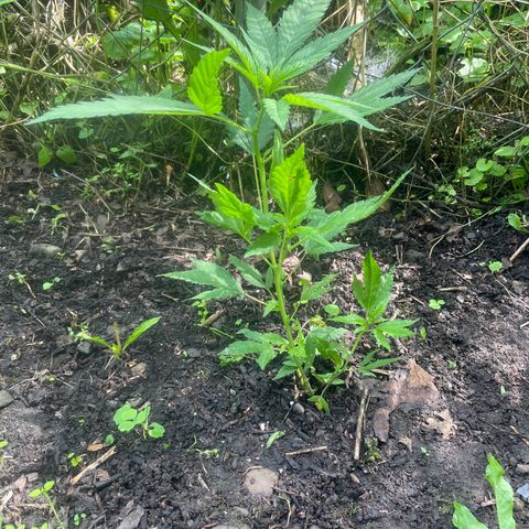 Satori growlog timeline photo