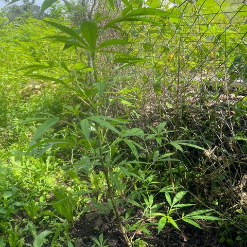 Far Out growlog timeline photo