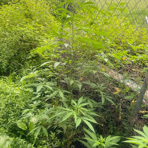 Far Out growlog timeline photo