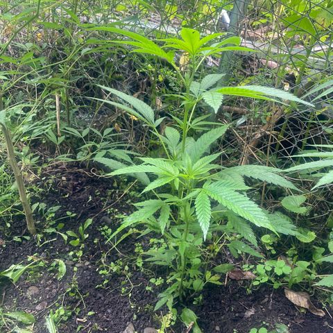 Satori growlog timeline photo