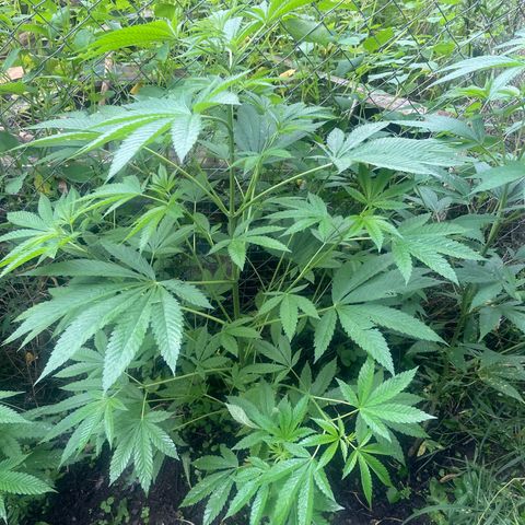 Big Gas growlog timeline photo