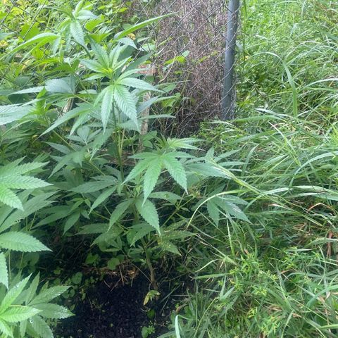 River II growlog timeline photo