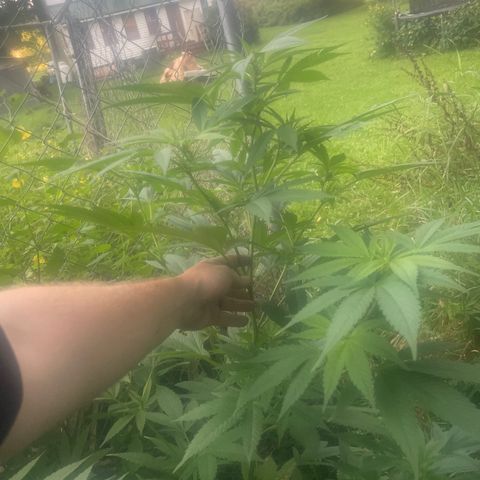 River II growlog timeline photo