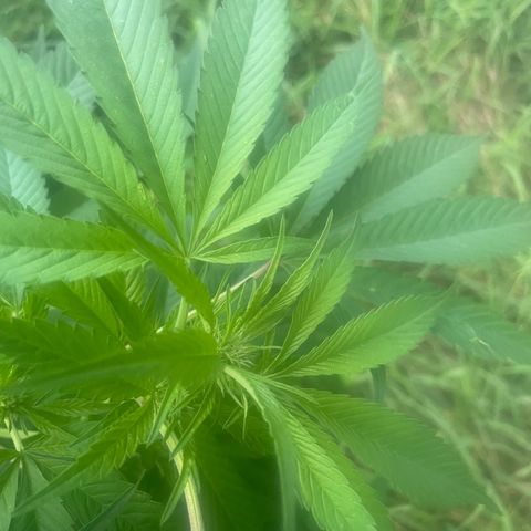 River II growlog timeline photo