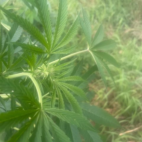 Big Gas growlog timeline photo