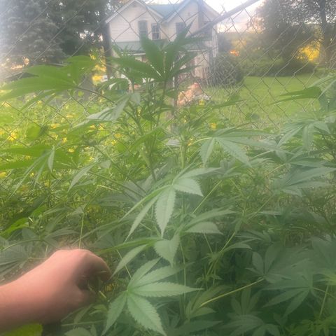 Big Gas growlog timeline photo