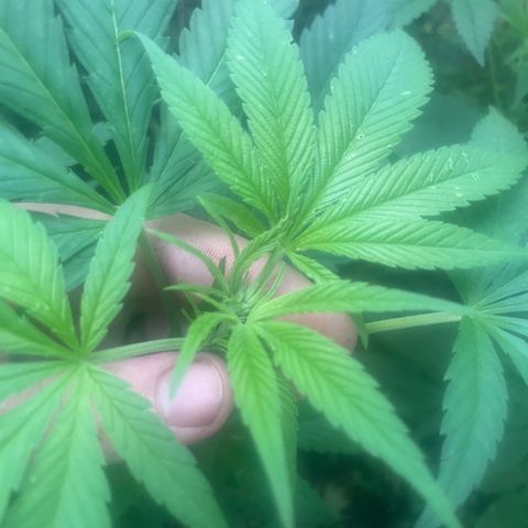 Satori growlog timeline photo