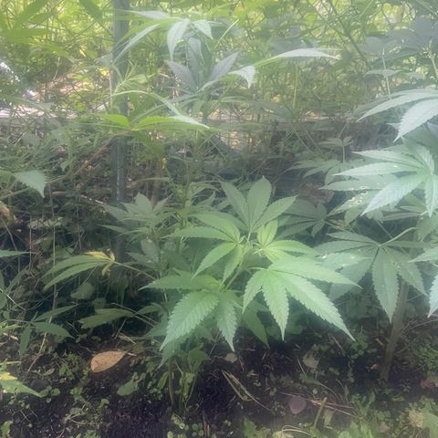Satori growlog timeline photo