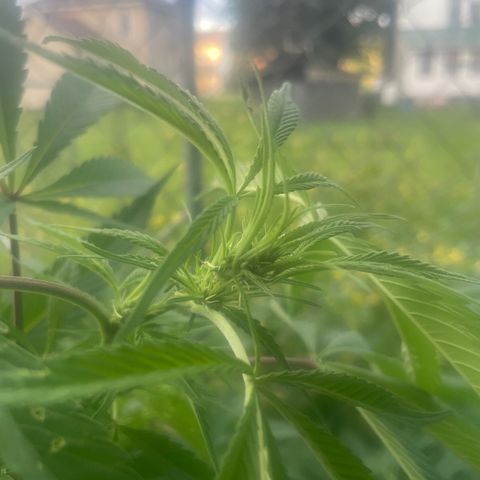 Far Out growlog timeline photo