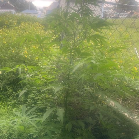 Far Out growlog timeline photo