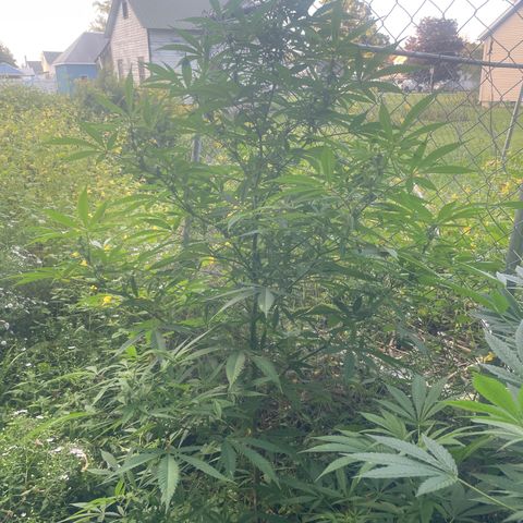 Far Out growlog timeline photo
