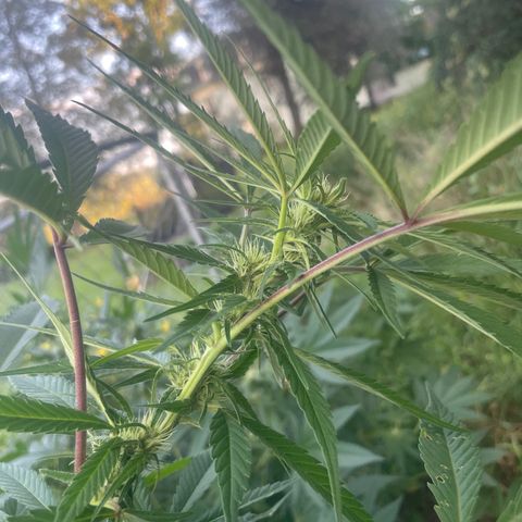 Far Out growlog timeline photo