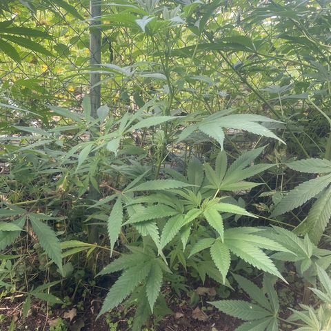 Satori growlog timeline photo