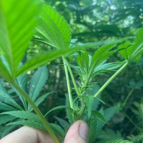 Satori growlog timeline photo