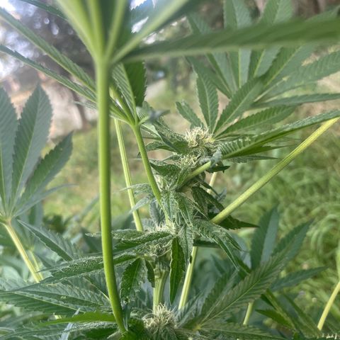 Big Gas growlog timeline photo