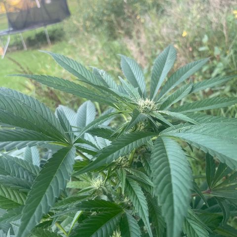 River II growlog timeline photo