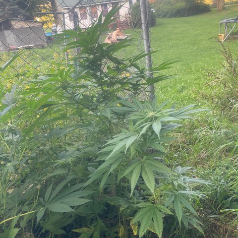 River II growlog timeline photo