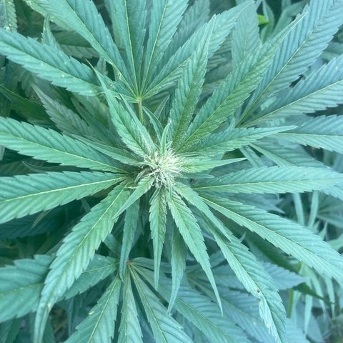 River II growlog timeline photo