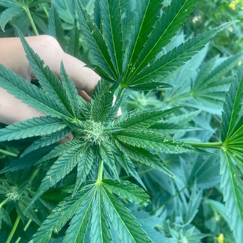 Big Gas growlog timeline photo