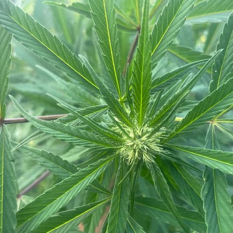 Far Out growlog timeline photo