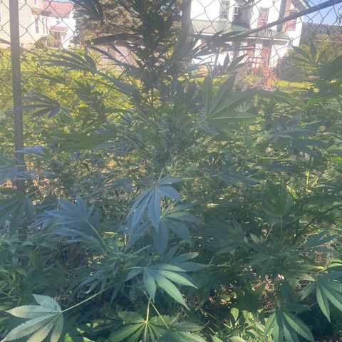 Big Gas growlog timeline photo