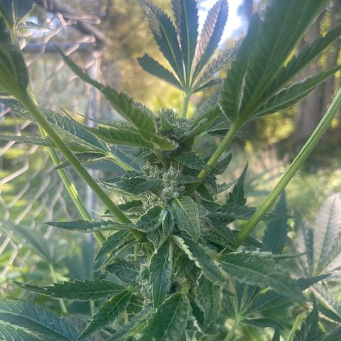 Big Gas growlog timeline photo