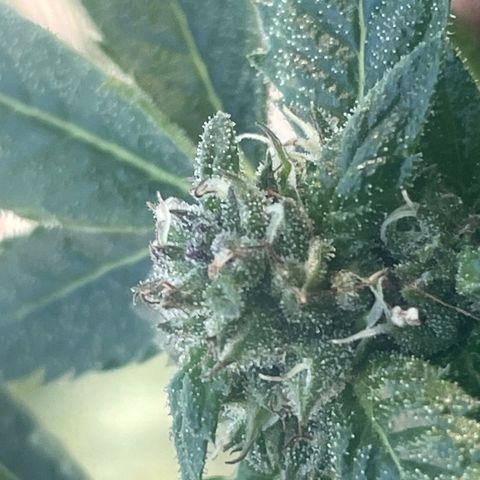 Big Gas growlog timeline photo