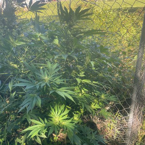 River II growlog timeline photo