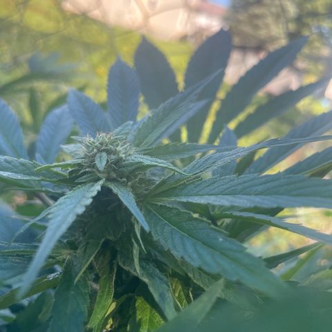 River II growlog timeline photo