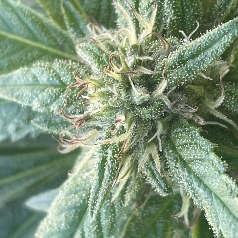 River II growlog timeline photo