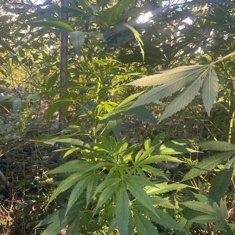 Satori growlog timeline photo